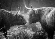 Schotse Hooglanders - love is in the air zwart/ wit van Capturedby_Kim thumbnail