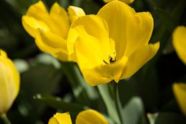 Yellow flower by Chris Snoek