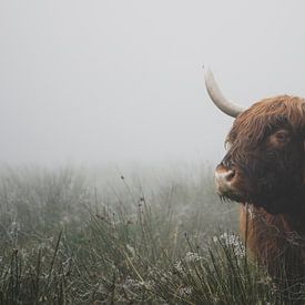 Schotse hooglander koe in de mist van Capturedby_Kim