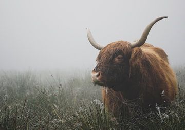 Schotse hooglander koe in de mist van Capturedby_Kim