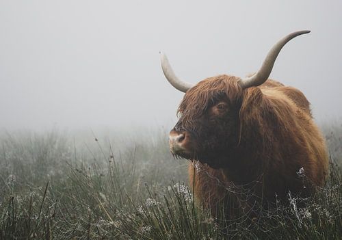 Scottish highlander cow in the fog