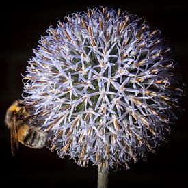 Hommel op distel van Pieter Heres