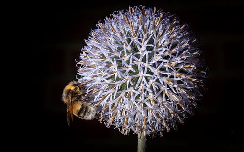 Bumblebee and thistle