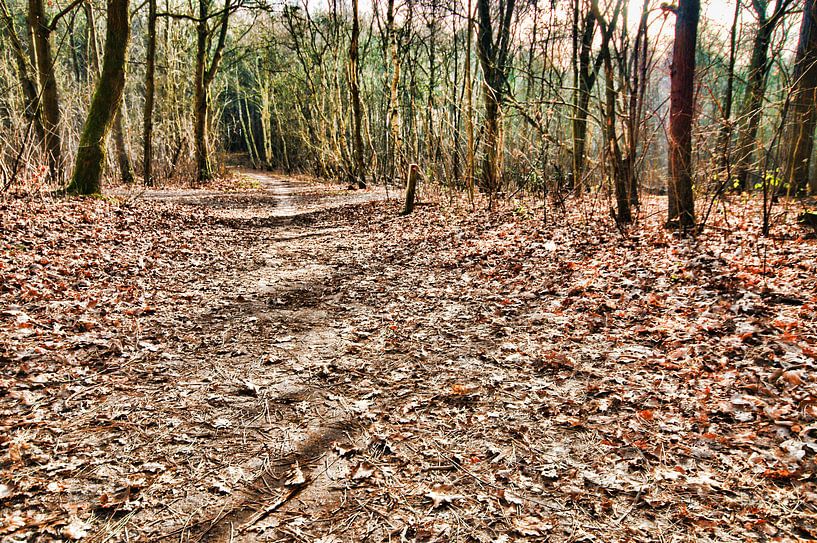 Forest walk, turn left here by Erik Reijnders