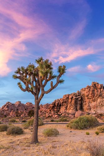 Joshua Tree in the evening