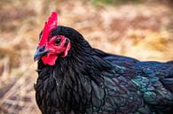 Chok, een kip in Nieuw-Zeeland van Valerie Tintel thumbnail