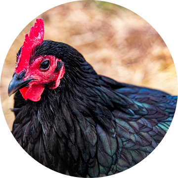 Chok, een kip in Nieuw-Zeeland van Valerie Tintel