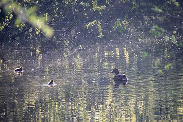 Mother duck with two little ducks in backlight by Meike de Regt