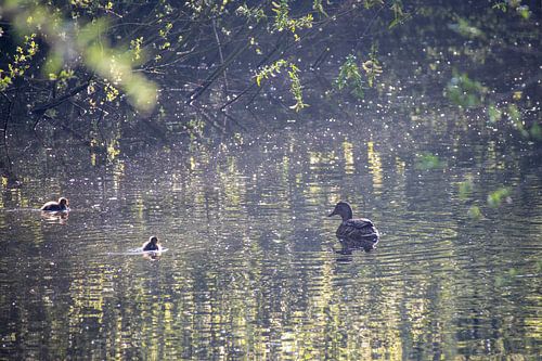 Moeder eend met twee kleine eendjes in tegenlicht