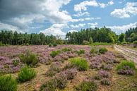 purple heather among greenery by Jan Heijmans thumbnail