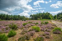 purple heather among greenery
