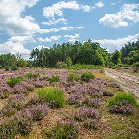 purple heather among greenery by Jan Heijmans