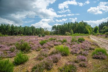 violettes Heidekraut zwischen Grünpflanzen von Jan Heijmans