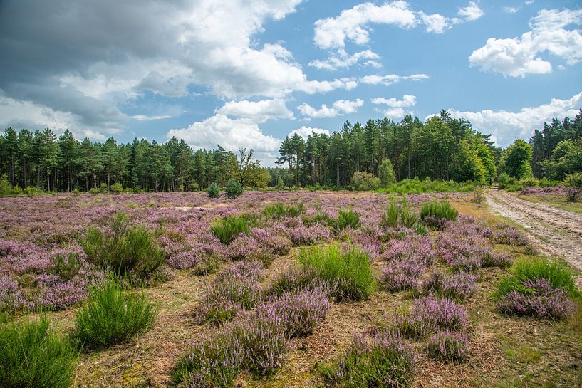 purple heather among greenery by Jan Heijmans
