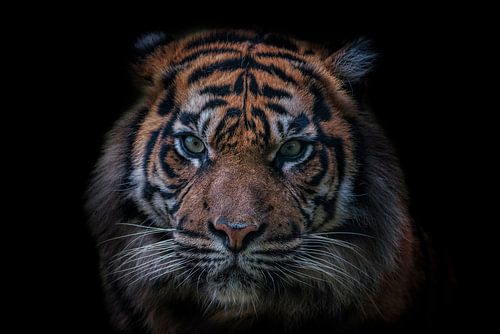 Tête de tigre sur fond noir sur Ron Meijer Photo-Art