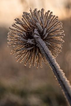 Distel met rijp en tegelicht van Femke Straten