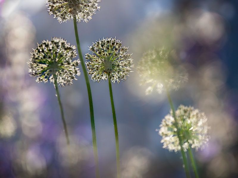 Blumen, Allium im Abendlicht von Patricia van Kuik