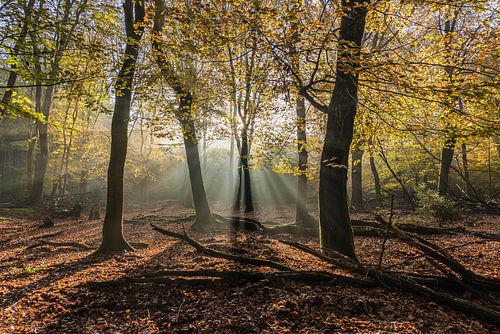 Crepusculaire stralen in een herfstig Speulderbos 3