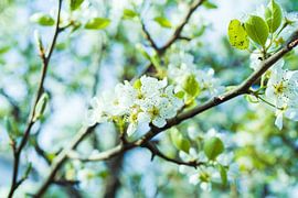 Flowers by H.E Bellakoud