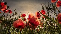 Mohnblumenfeld im Morgenlicht
