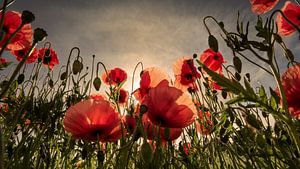 Un champ de coquelicots dans la lumière du matin sur Kurt Krause