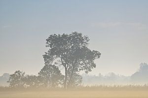 Matins brumeux