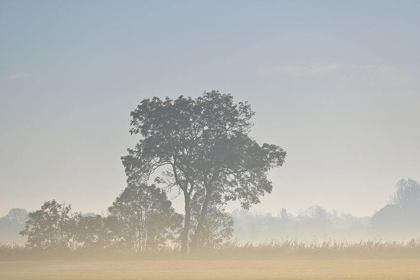 Misty mornings by Hilde Remerie Photography and digital art