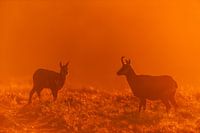 Gemzen tijdens zonsopkomst