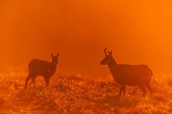Gemzen tijdens zonsopkomst