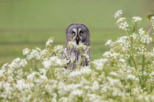 Laplanduil tussen de bloemen.