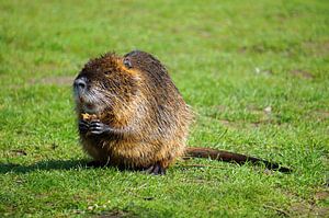 das Bild zeigt wild lebende Nutria