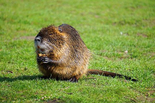 de foto toont wilde levende nutria