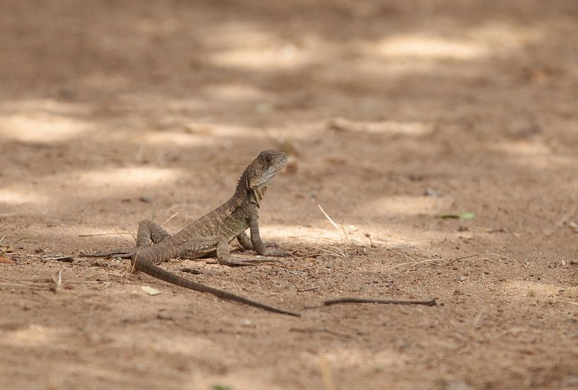 Australian ground lizard by Corrie Post