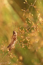Sprinkhaan op een grasstengel.2 van Daniëlle Eibrink Jansen