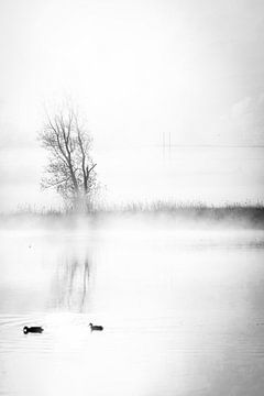 Serenature van Rogier Reker