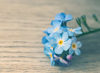 Myosotis