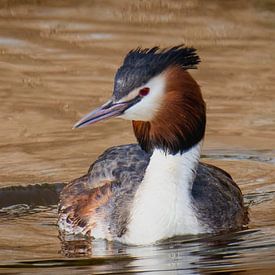 Grebe fieuw (panoramic photo) by Fotografie Jeronimo