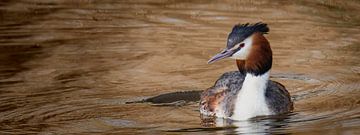 Grebe fieuw (panoramic photo) by Fotografie Jeronimo