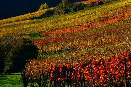 VIGNES 2