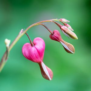 Blüten der Pflanze Tränendes Herz