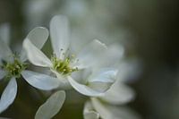 Witte bloesem