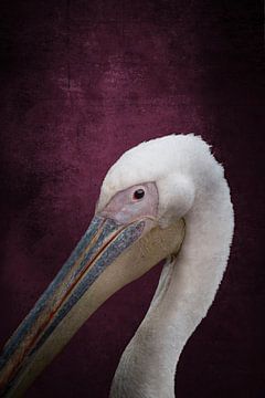 Royal Pelican Against Deep Purple by Femke Ketelaar