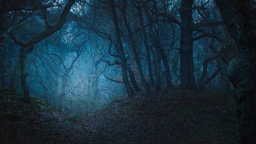 Forest of Metaphors I