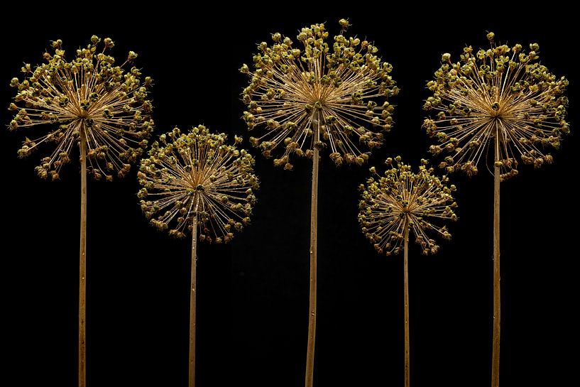 Allium giganteum von Olaf Bruhn