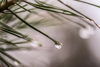 Regendruppel aan tak