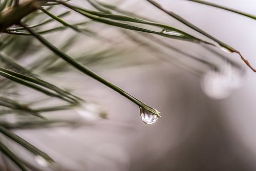 Regendruppel aan tak