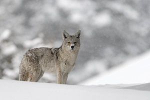 Kojote ( Canis latrans ) im Winter, bei leichtem Schneefall