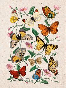 Botanische Illustration: Schmetterlinge auf einer rosa Blütenranke