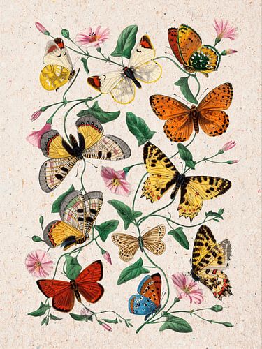 Botanische illustratie: Vlinders op roze bloemenrank