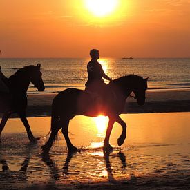 Horses on the evening beach at sea van ProPhoto Pictures